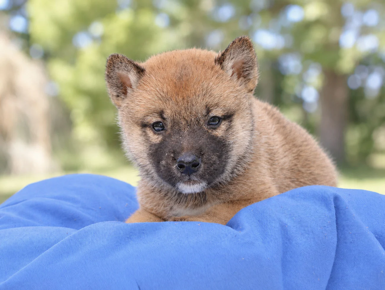 Cuccioli di Shiba Inu