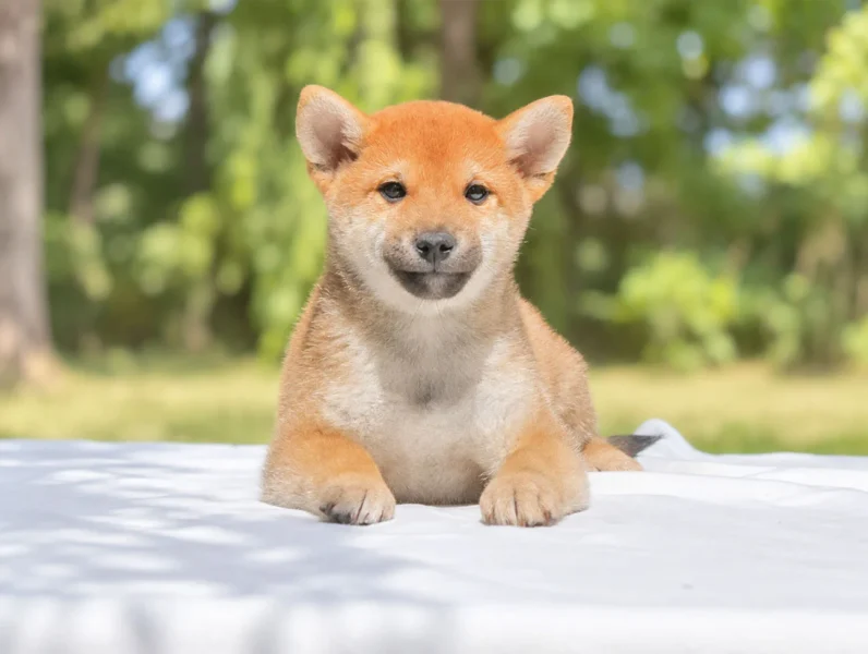 Cuccioli di Shiba Inu