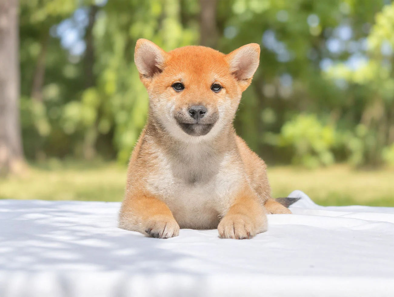 Hiko, Shiba Inu, maschio, Rosso