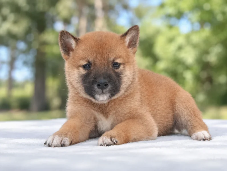 Cuccioli di Shiba Inu