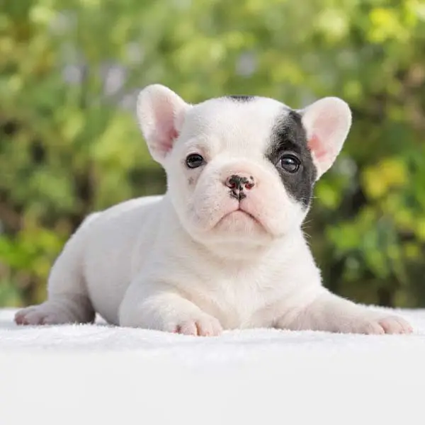 Cuccioli di Bulldog Francese