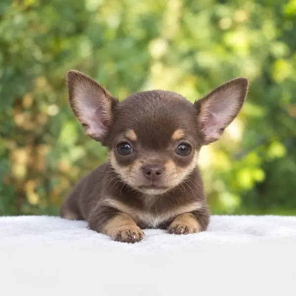 Cuccioli di Chihuahua