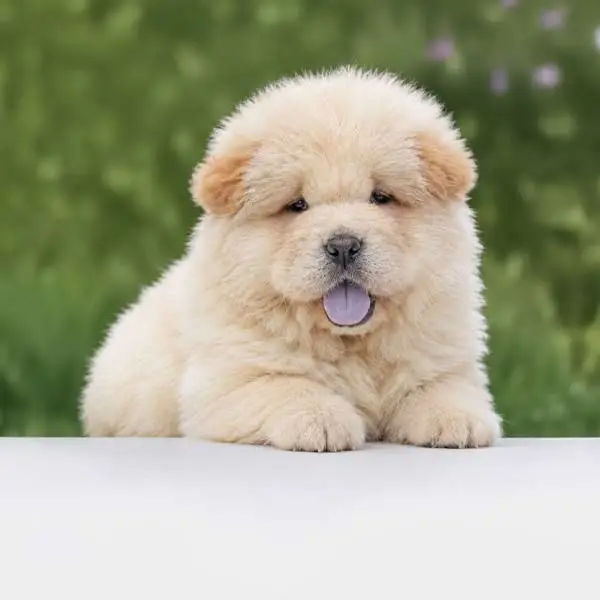 Cuccioli di Chow Chow