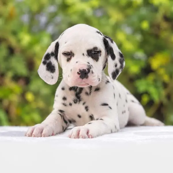 Cuccioli di Dalmata