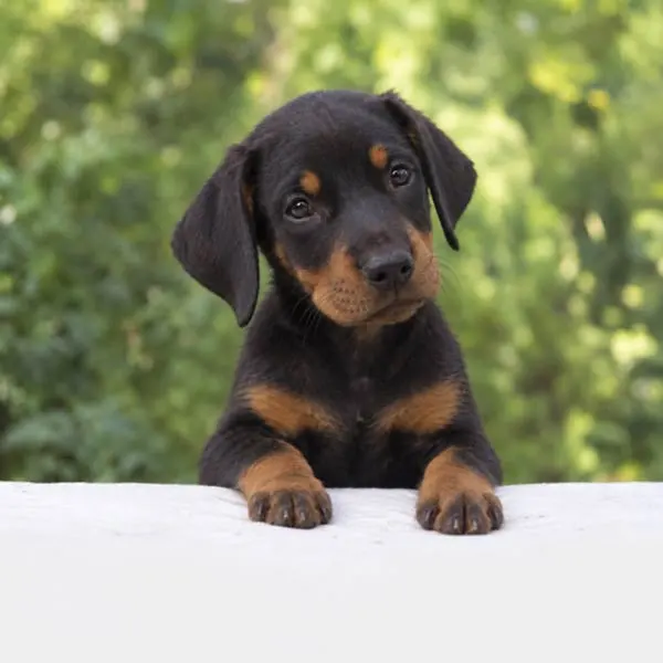 Cuccioli di Dobermann