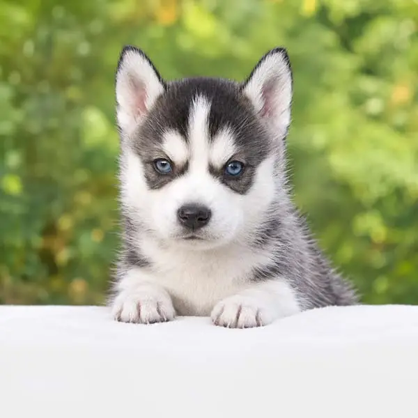 Cuccioli di Husky
