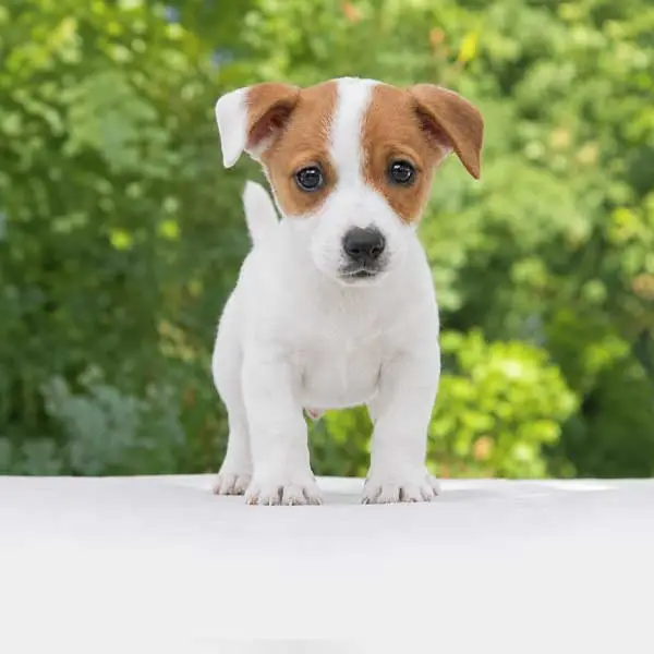 Cuccioli di Jack Russell