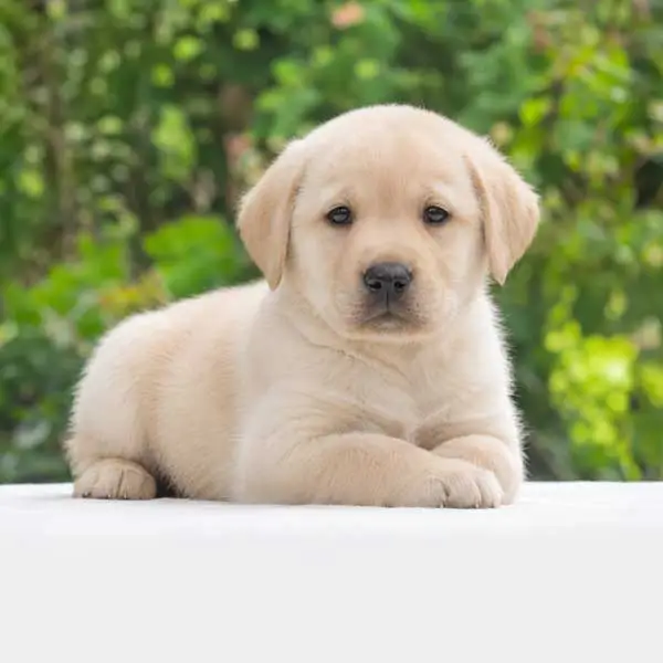 Cuccioli di Labrador