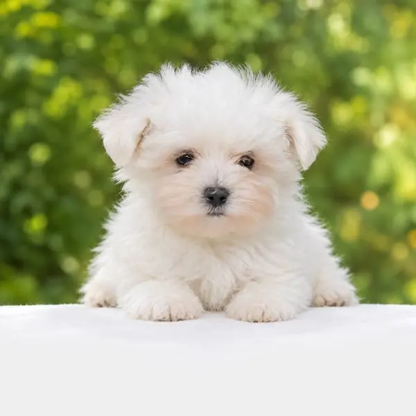 Cuccioli di Maltese