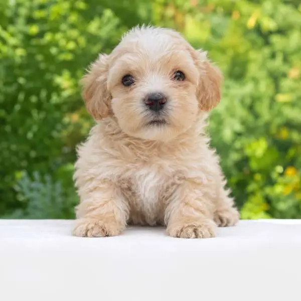 Cuccioli di Maltipoo