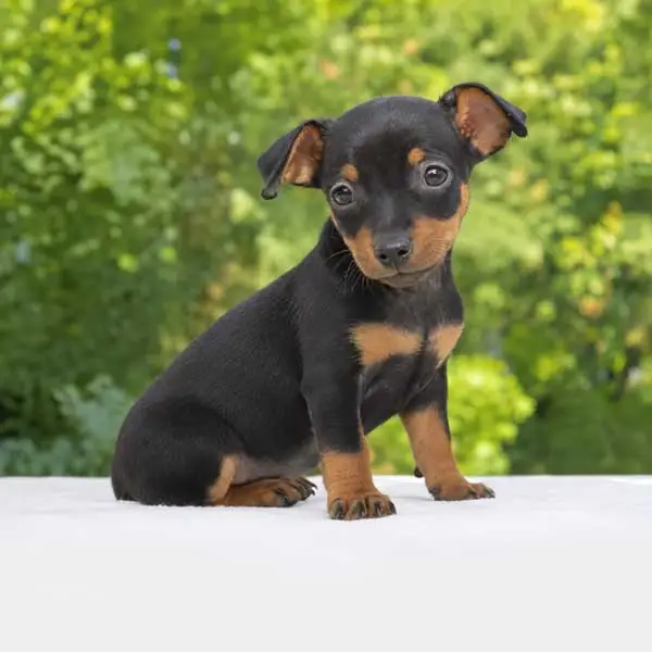 Cuccioli di Pinscher Nano