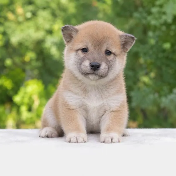 Cuccioli di Shiba Inu
