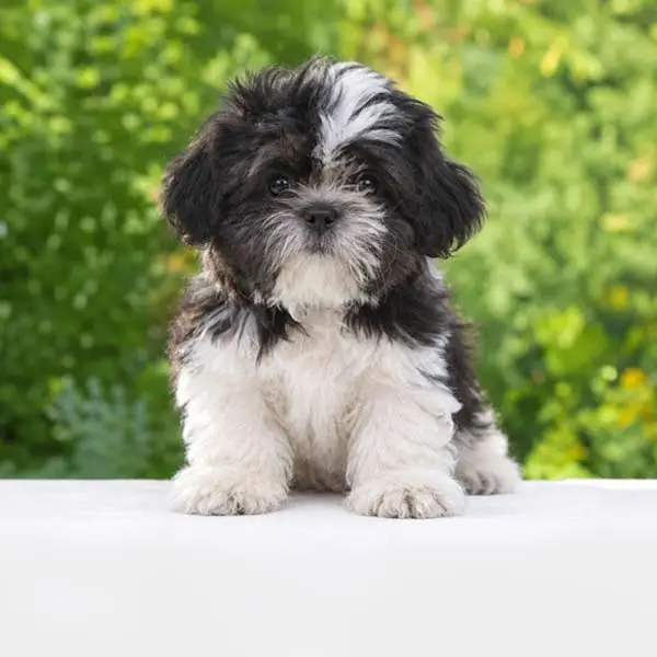 Cuccioli di Shih Tzu