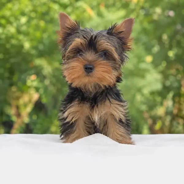 Cuccioli di Yorkshire