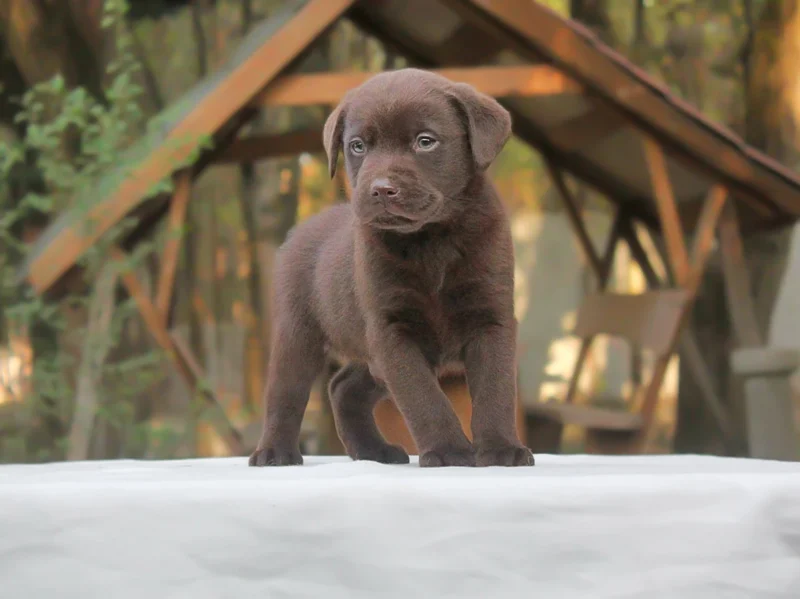 Labrador Cooper1