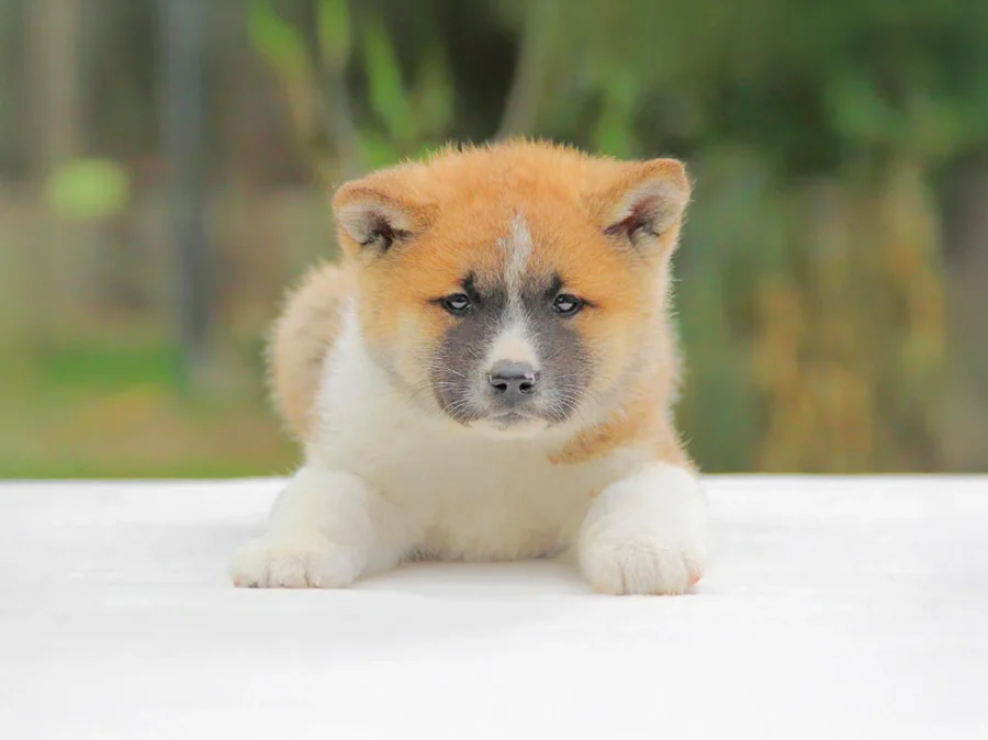 Akita Ellie