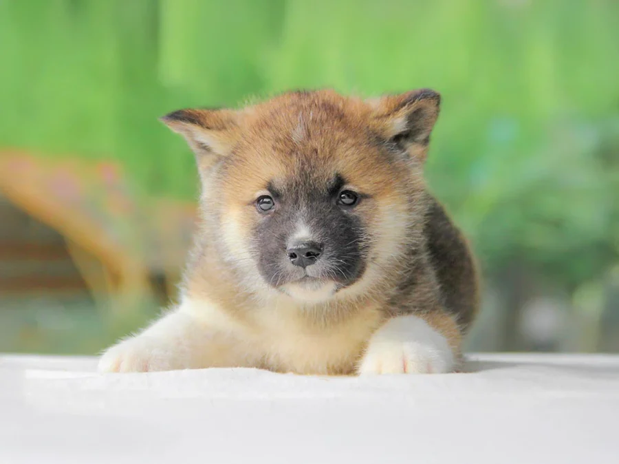 Akita Gyp