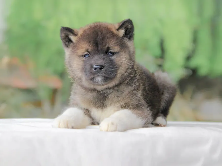 Akita