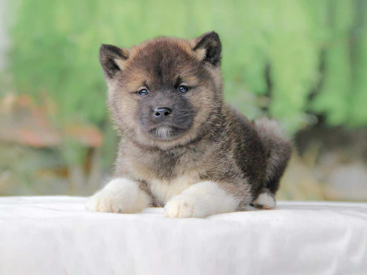 Akita cuccioli Milano