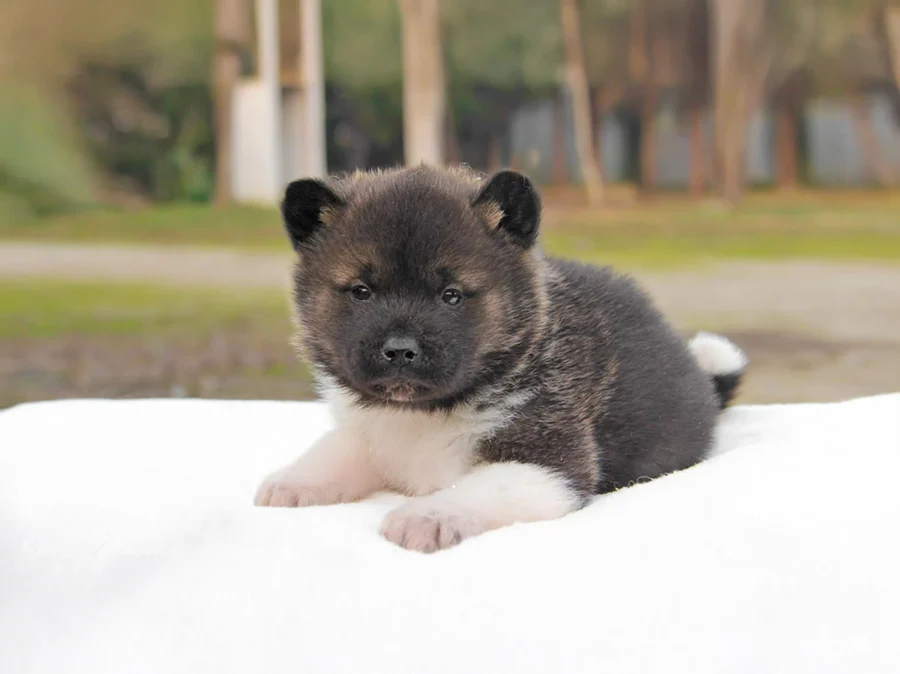 Akita Kiko