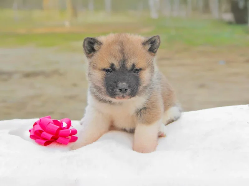 Akita Kuma
