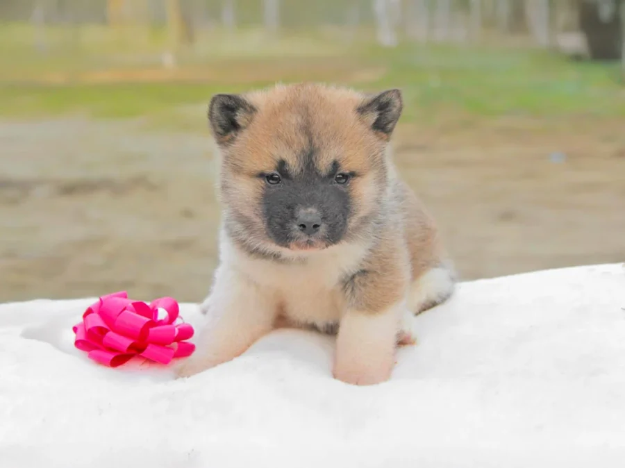 Akita Kuma