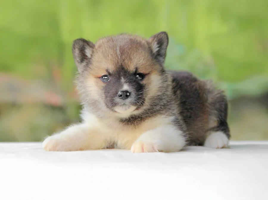 Akita Mavi4