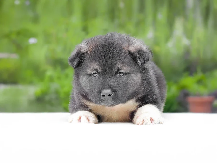 Akita Sparkle1
