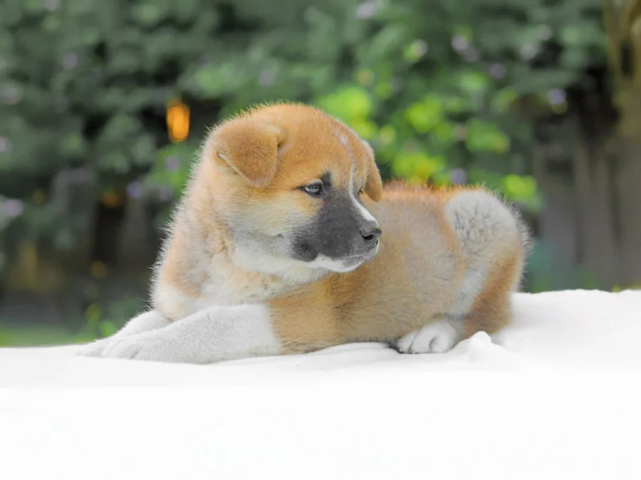 Akitainu Hicox2