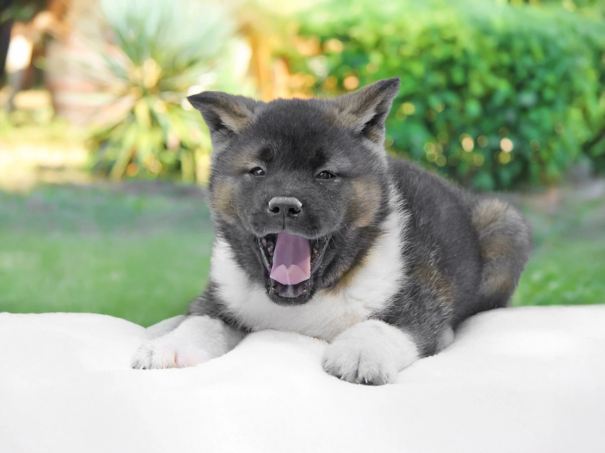 vendita cuccioli akita