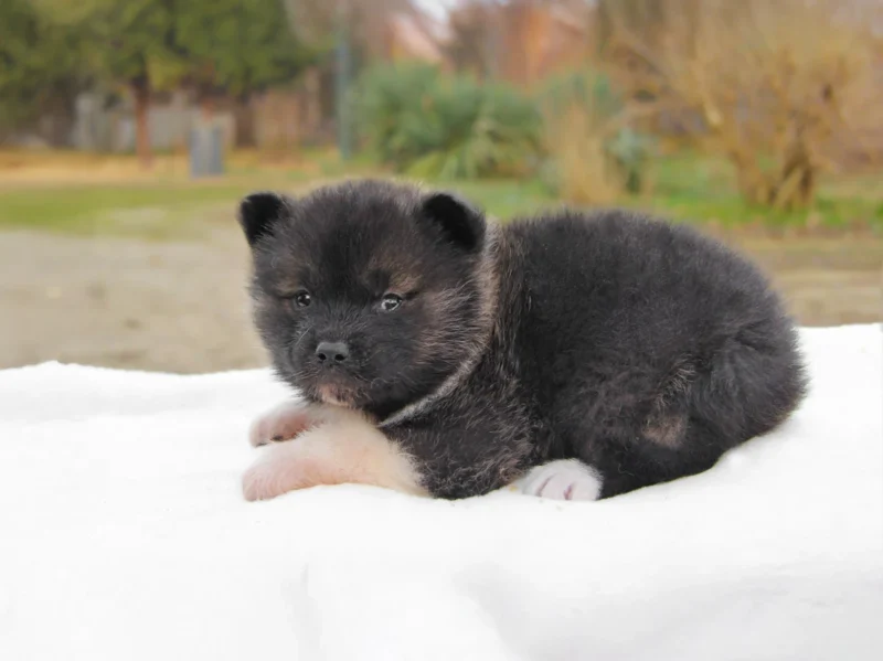 Akitainu Yoshi1