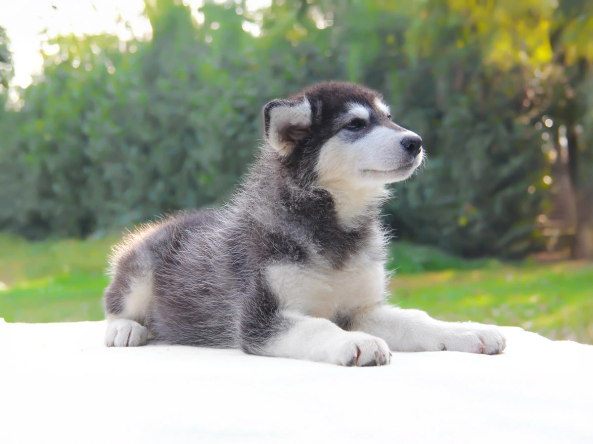 Cuccioli di Alaskan Malamute