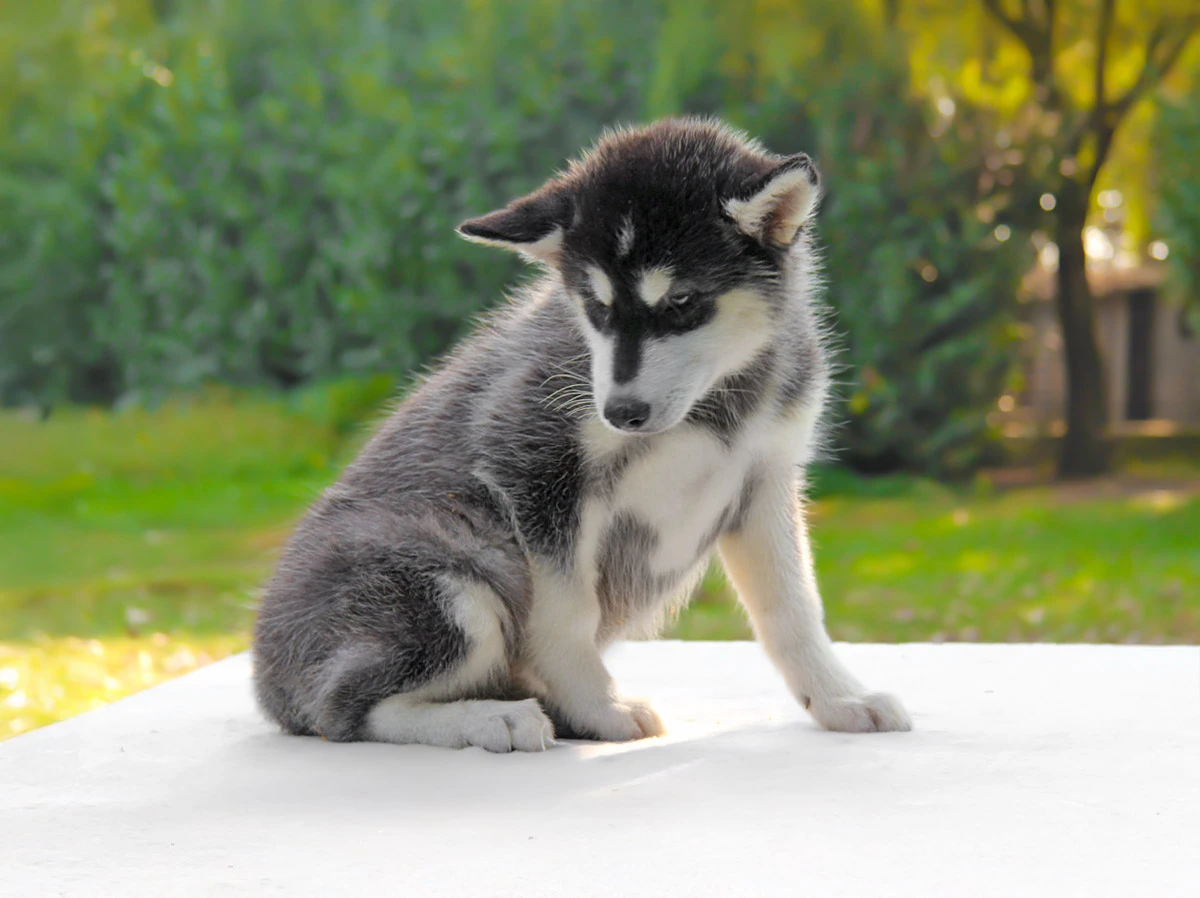 Alaskan Malamute Milano