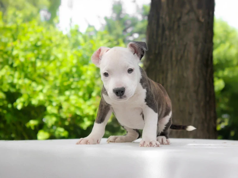 Amstaff Ginger1