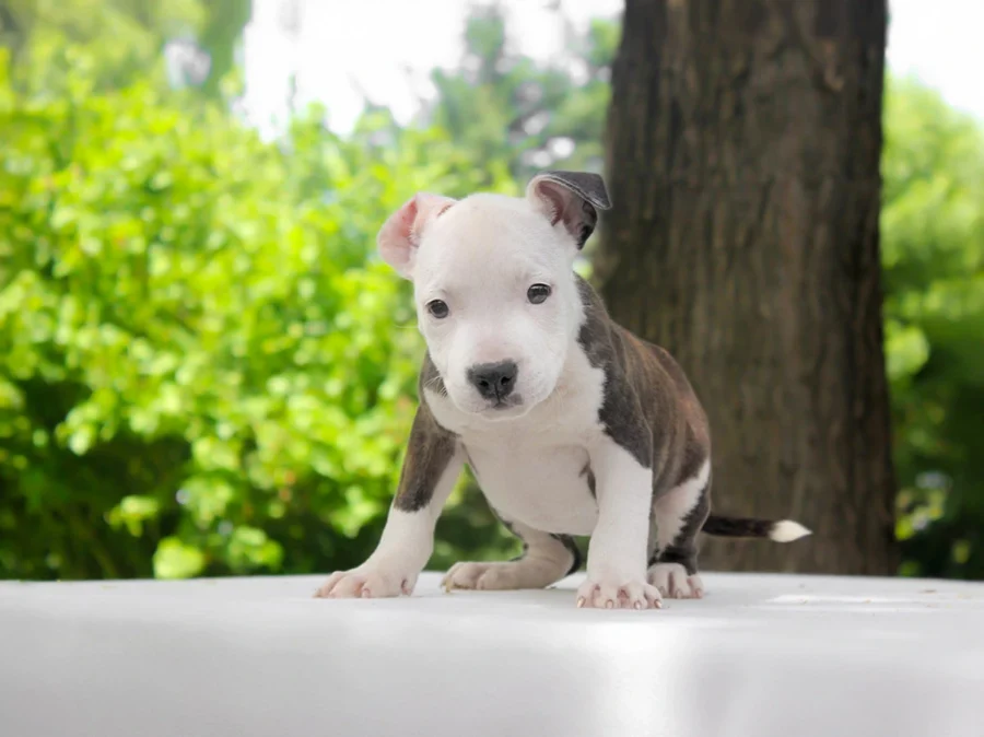 Amstaff Ginger1