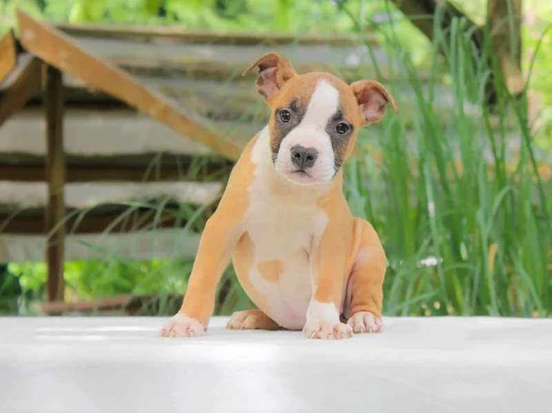 Amstaff Joly1