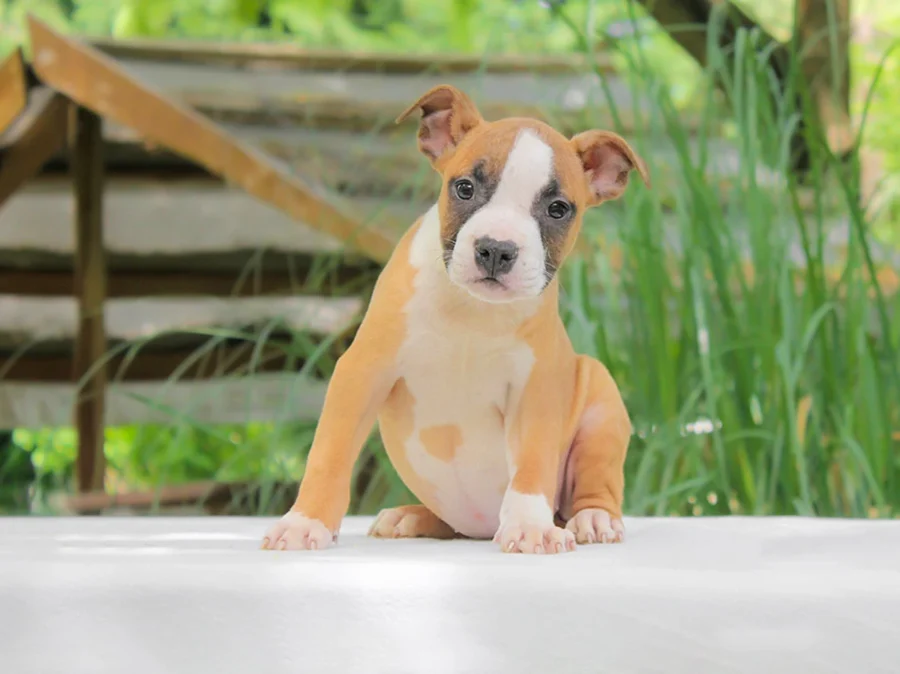 Amstaff Joly1