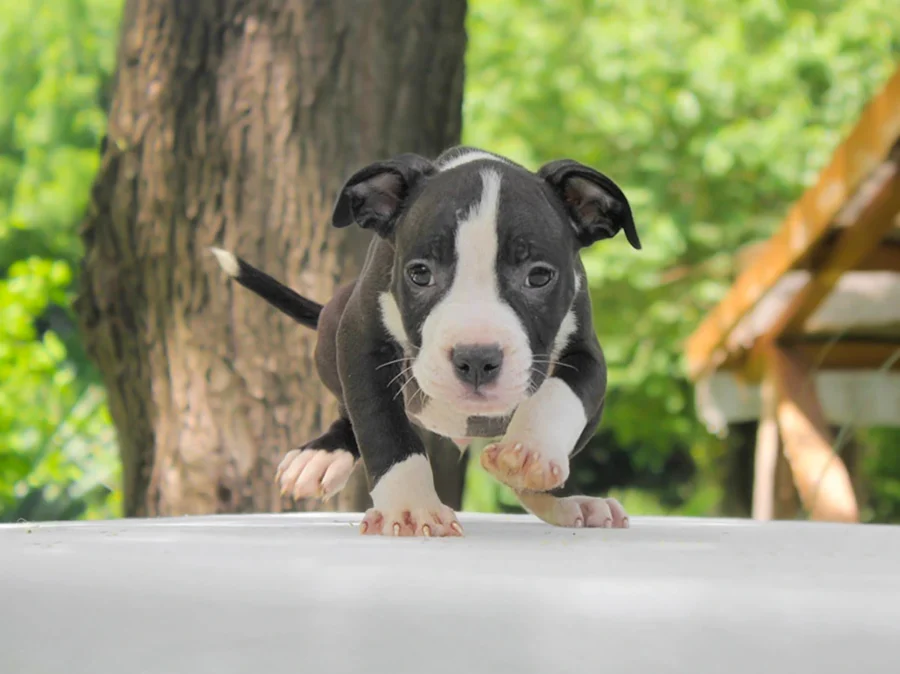 Amstaff Lion2