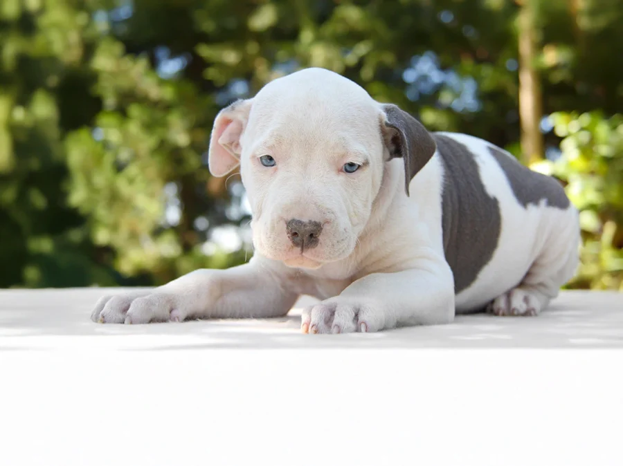 Amstaff Brandon1