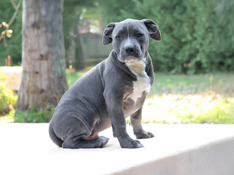 Amstaff Brody1