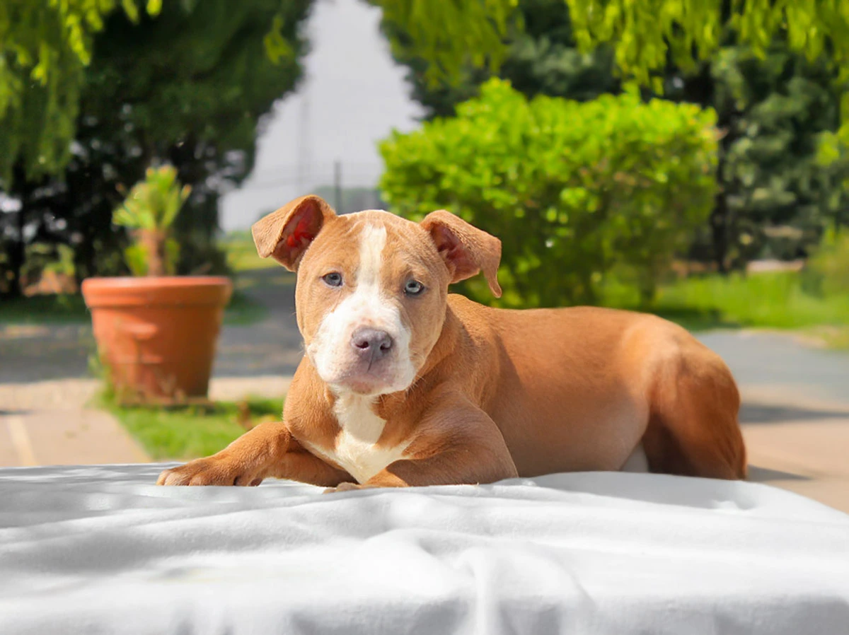 Vendita amstaff cuccioli