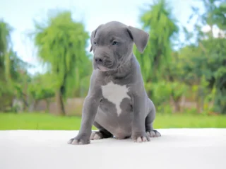 Allevamento di amstaff