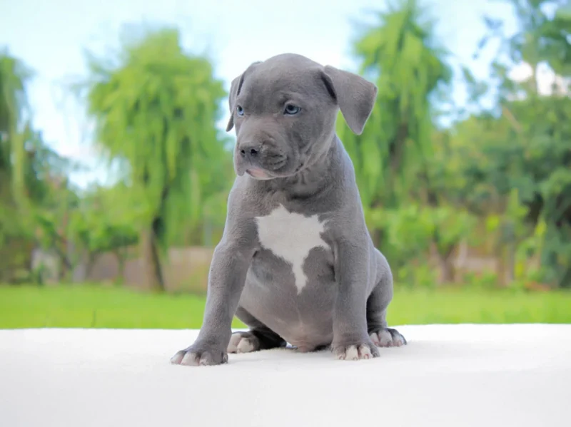 Allevamento di amstaff