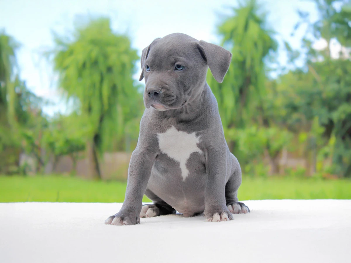 Allevamento di amstaff