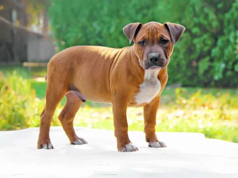 Amstaff Enea1
