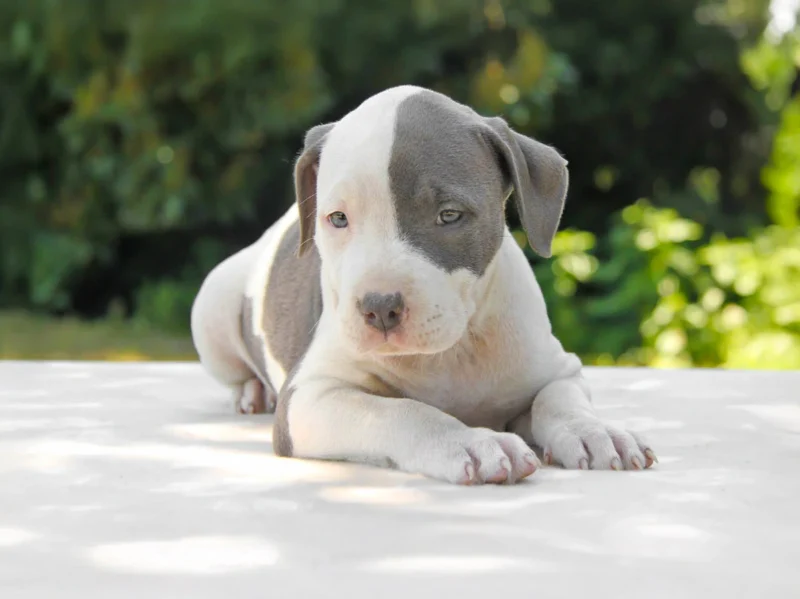 amstaff a Milano e Pavia