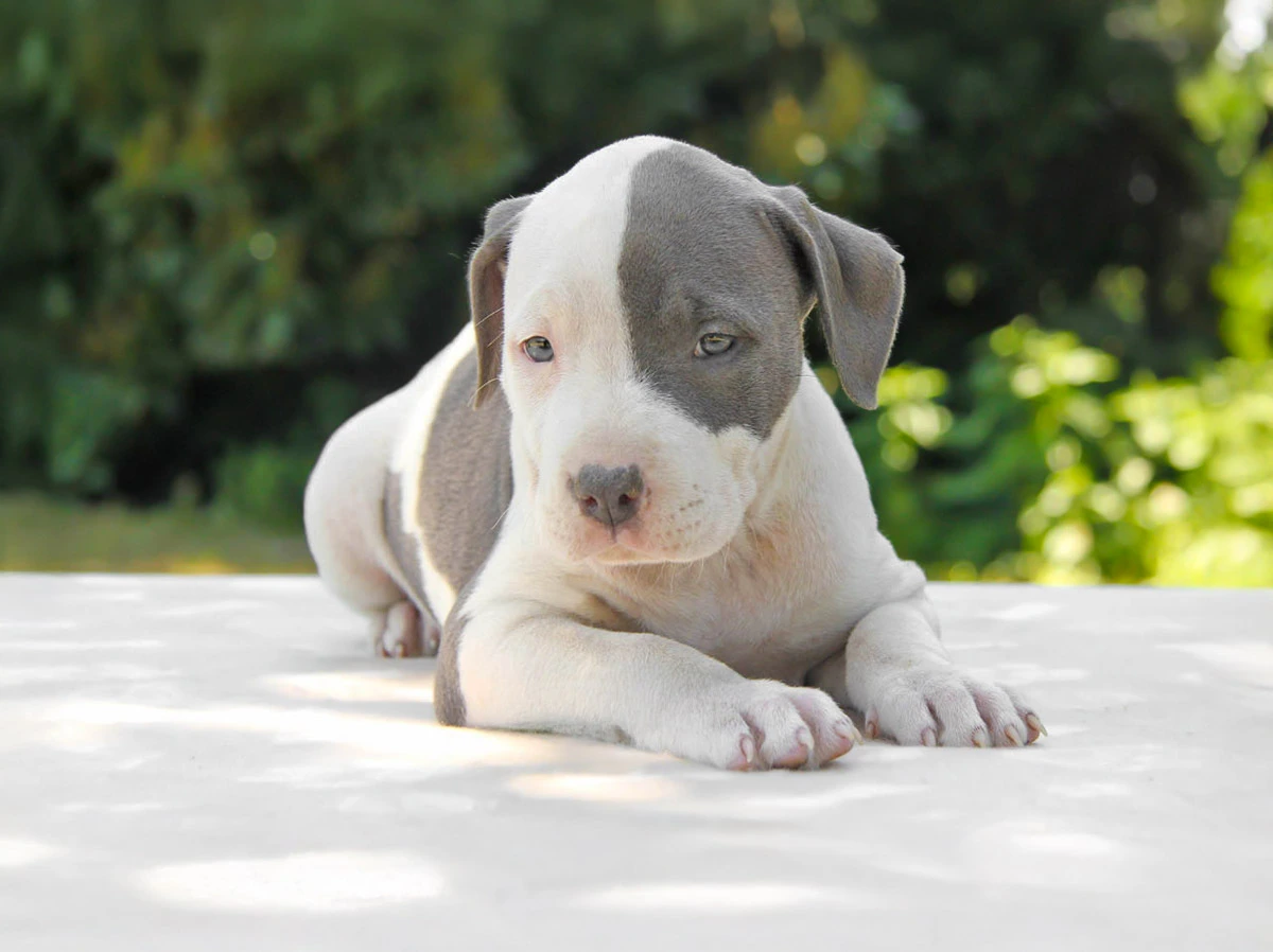 amstaff a Milano e Pavia