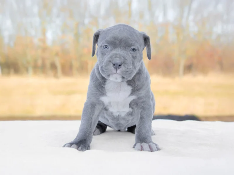 Amstaff Raven2