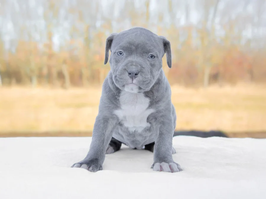 Amstaff Raven2