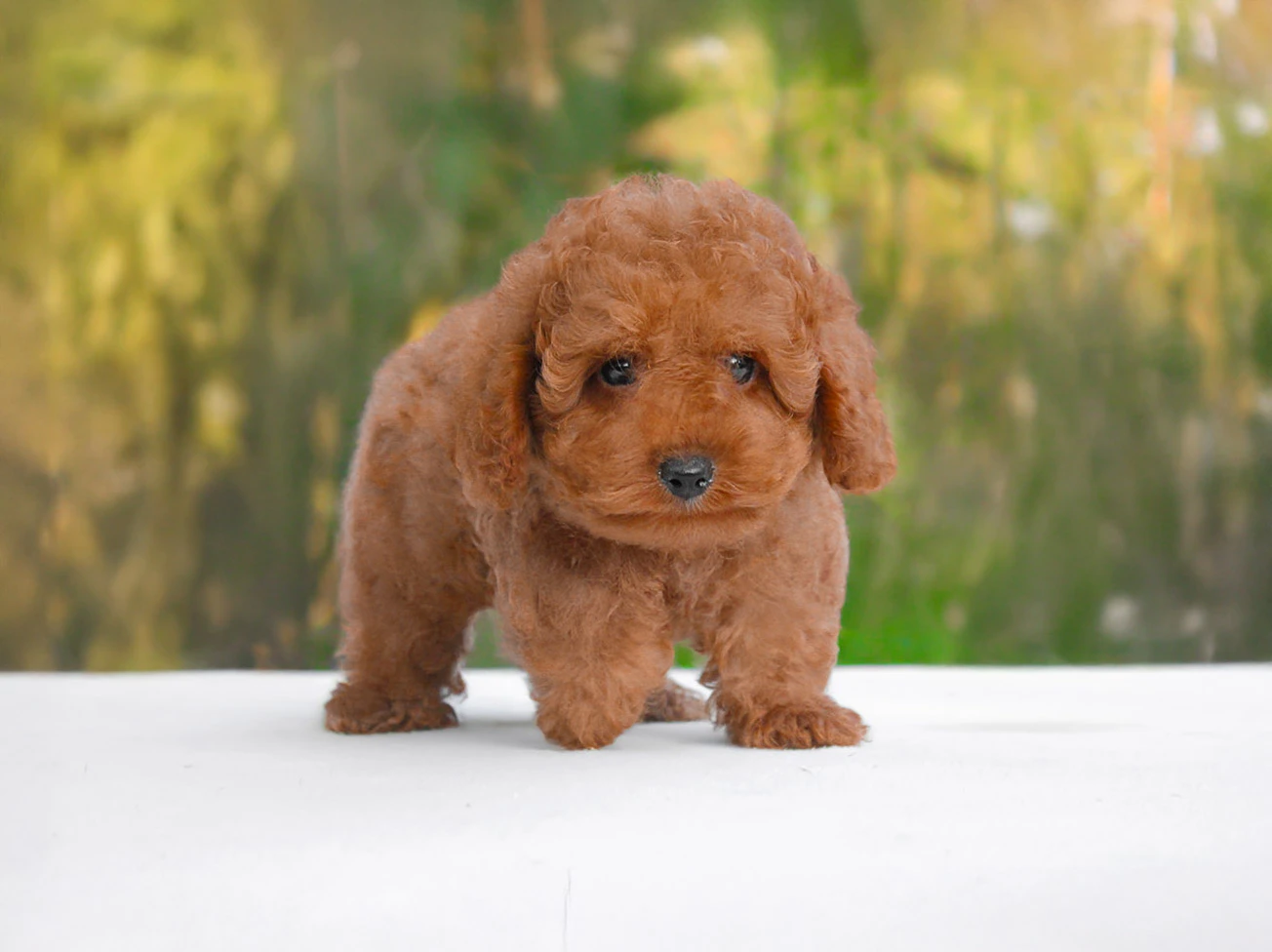 Cuccioli Barboncino Red e Toy